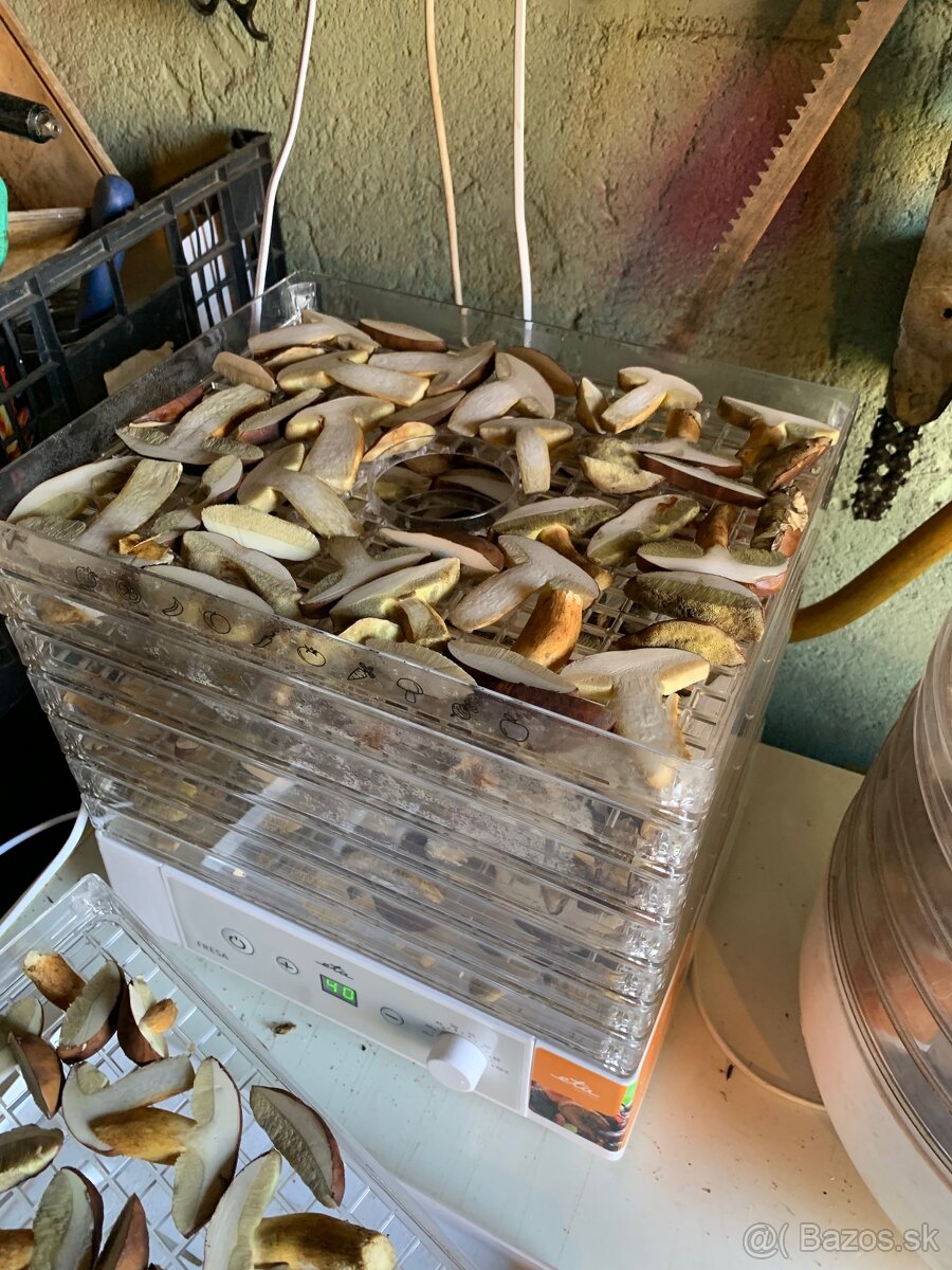 Predam susene hriby - 7