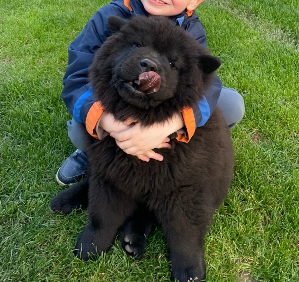 Chow chow s PP - 7