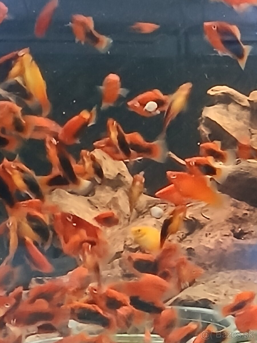 Akvarijne rybky - 7