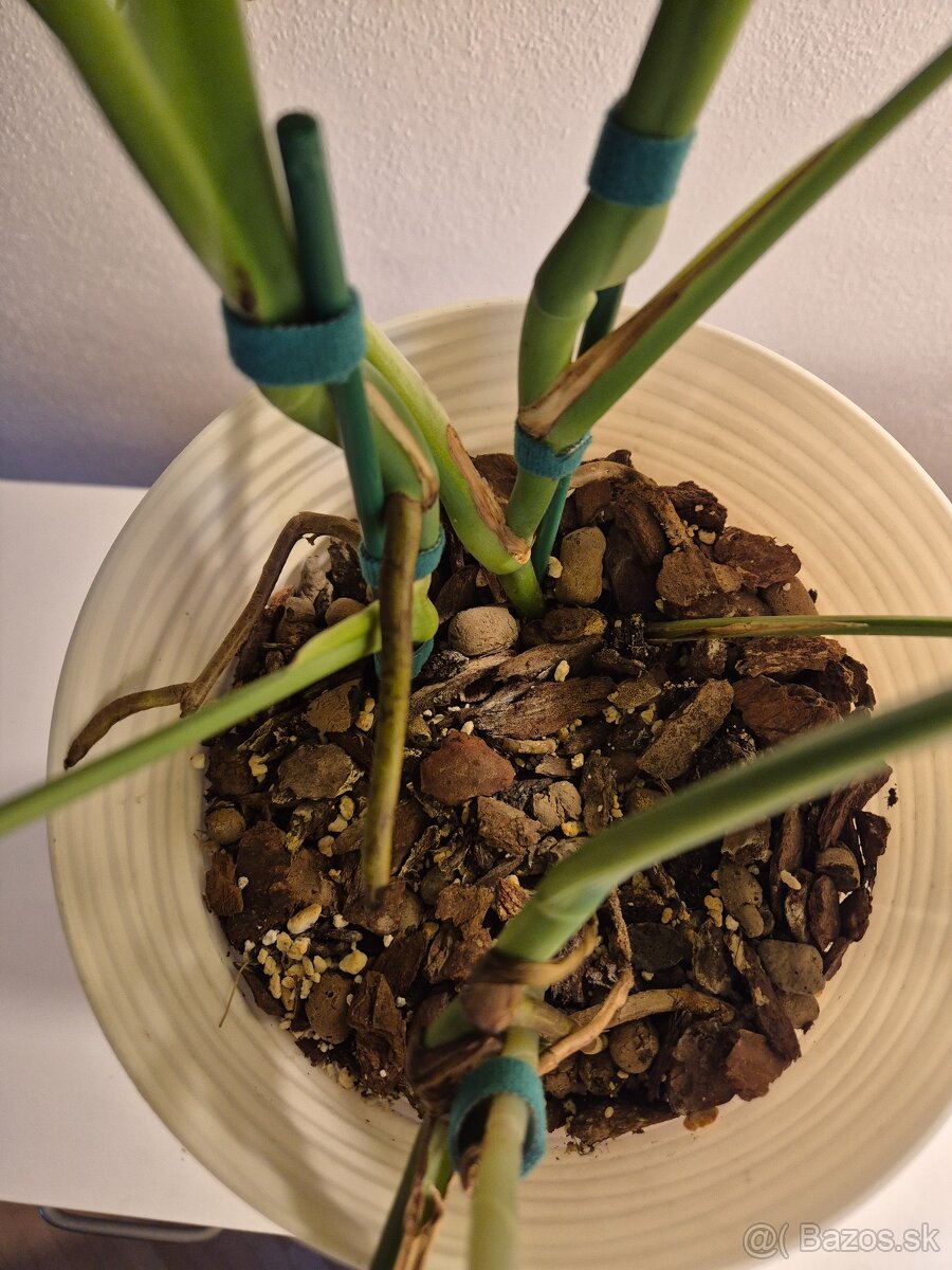 Biela monstera 3ks - 7