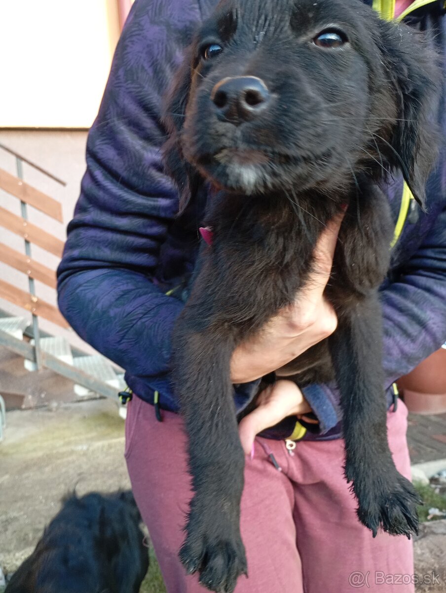 Šteniatka labradora - 7