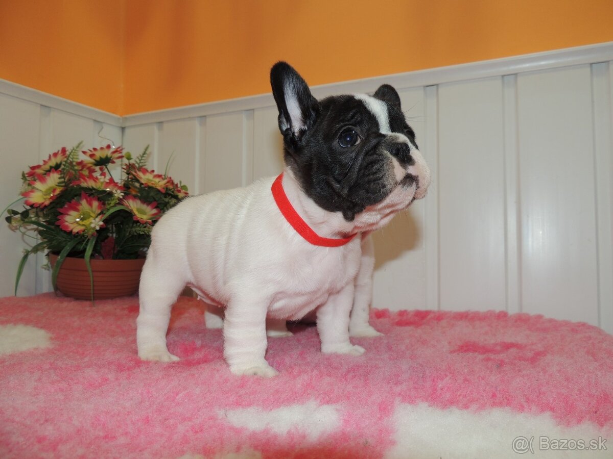 Francúzsky buldoček s PP. - 7