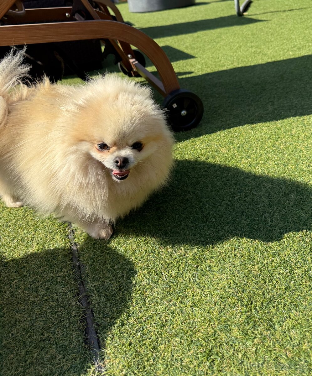 Pomeranian - 7