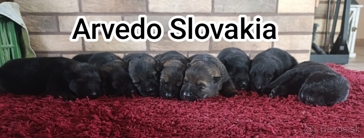 Nemecký ovčiak s PP - 7