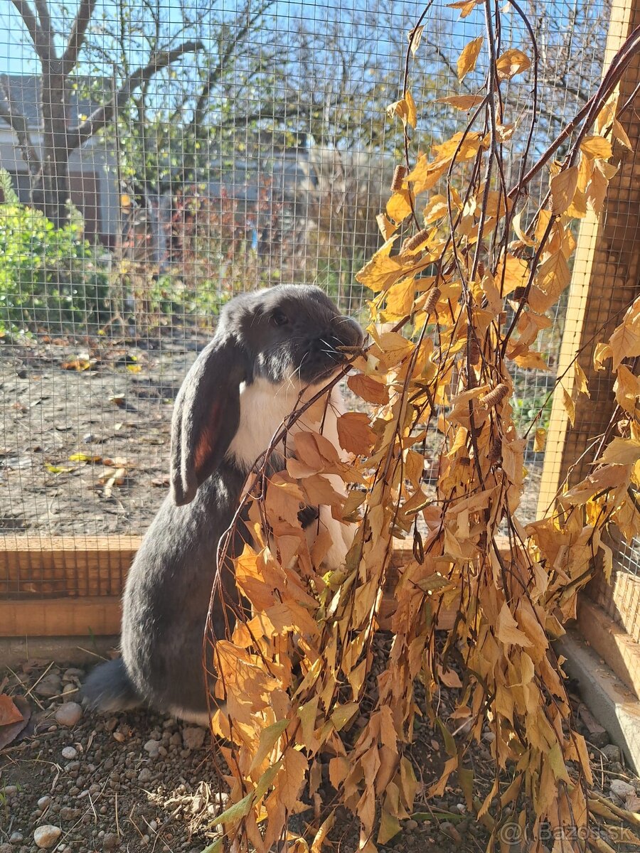 Francúzsky baran - 7