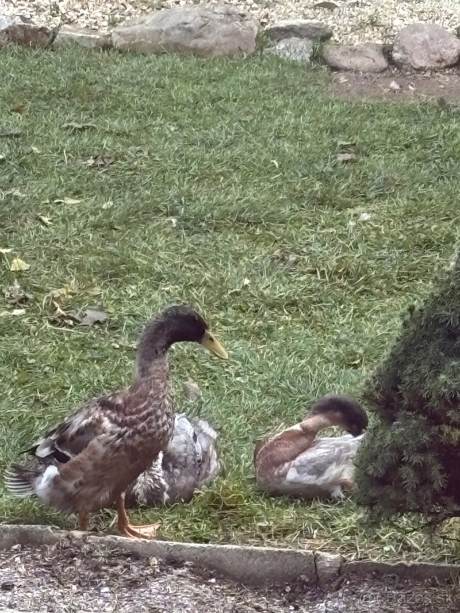 Indické bežce - káčery - 7