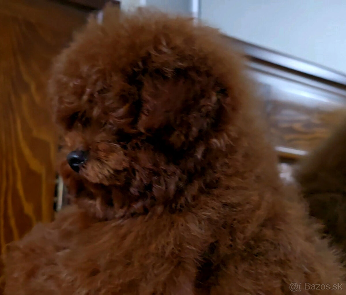 pudel 100% toy Red Braun - 7