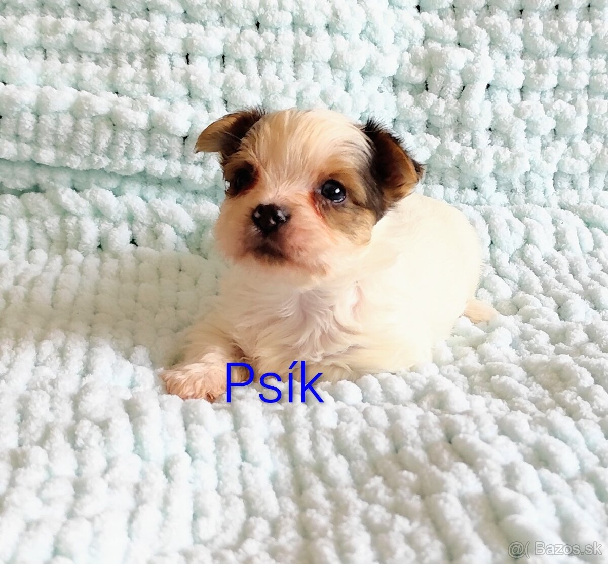 Yorkshire terrier - 7