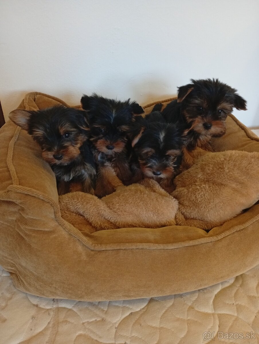 Yorkshire teriér Yorkshir - 7