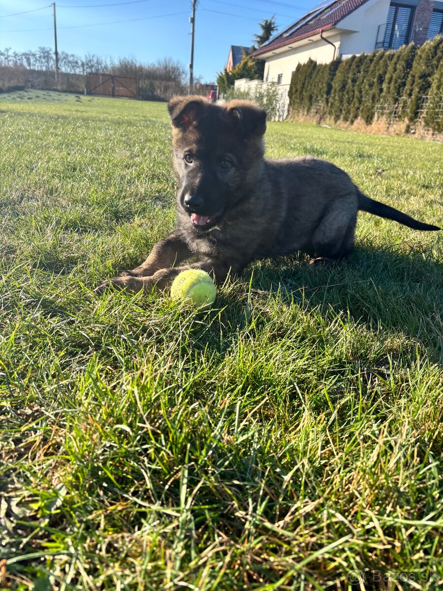 Nemecký ovčiak - 7