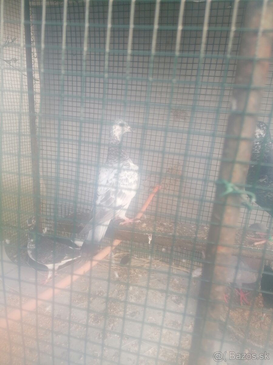 Poštové holuby - 7