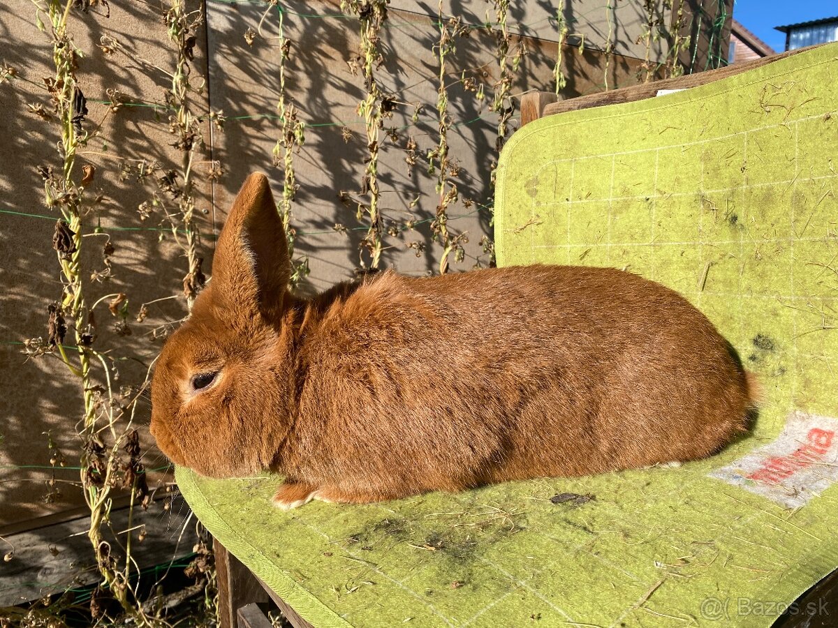 Novozélandské červené - 7