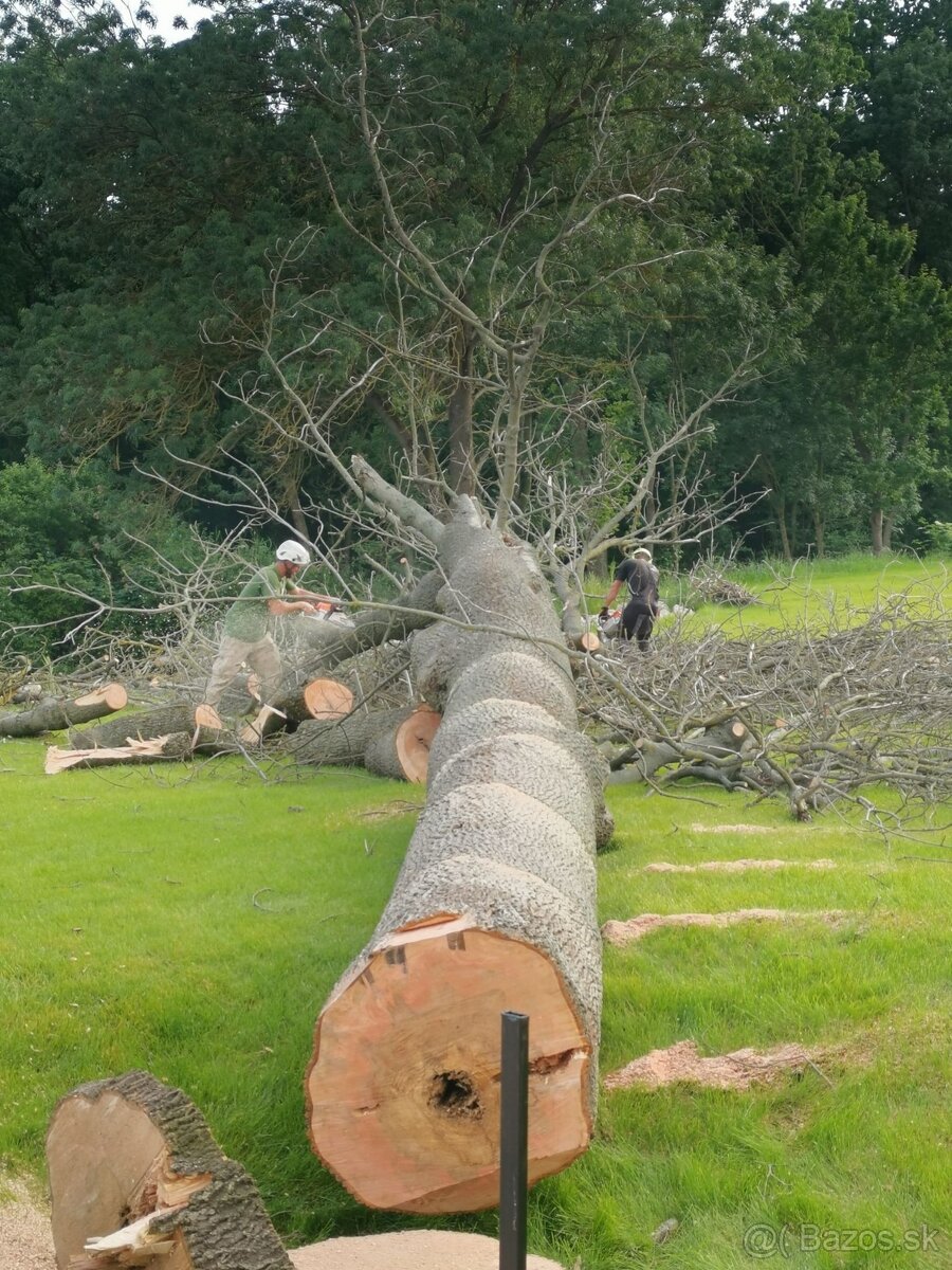 Arboristika, rizikové výruby a orezy stromov - 7