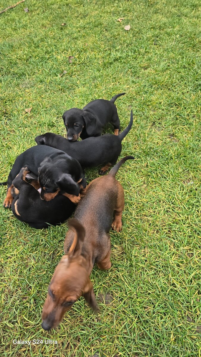 Jazvecik kratkosrsti. - 7