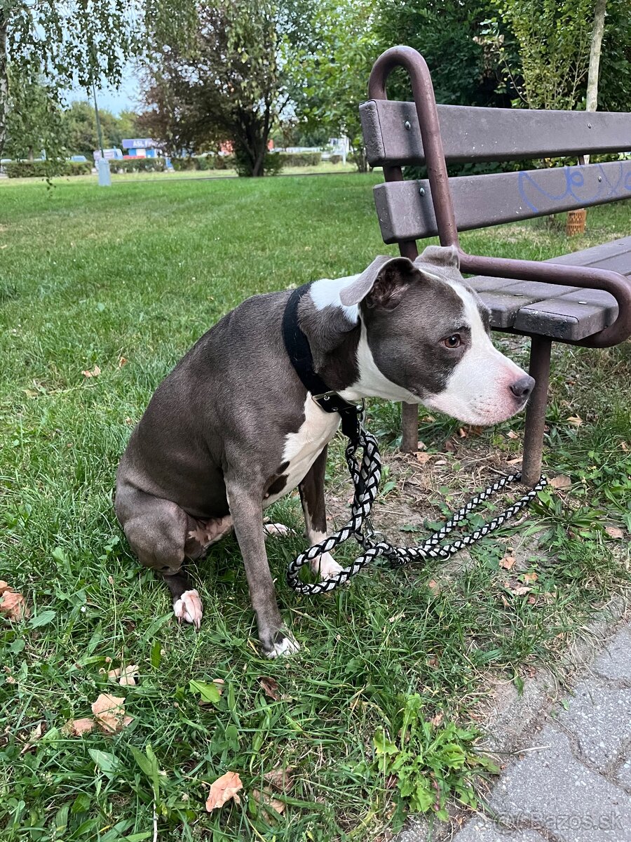 Darujem Staforda - 7