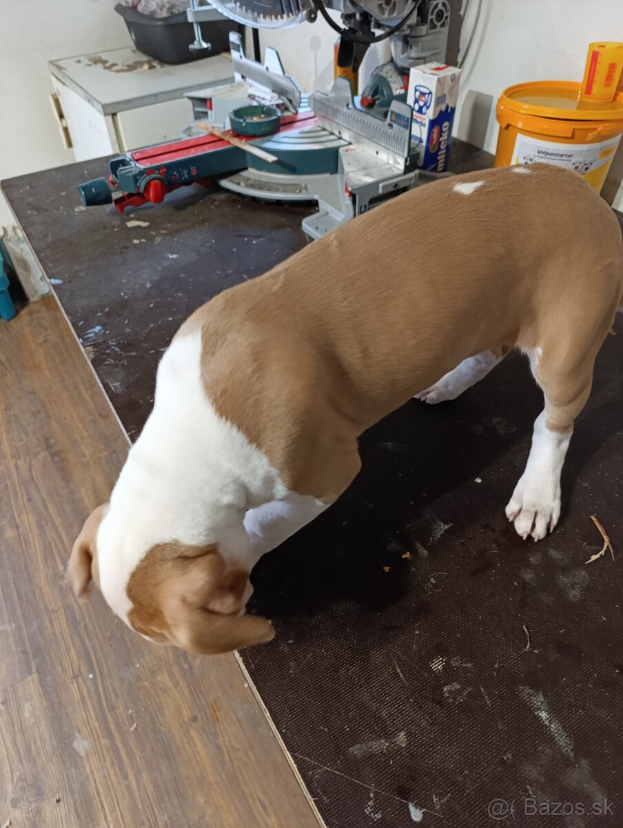 American Bully XL - 7