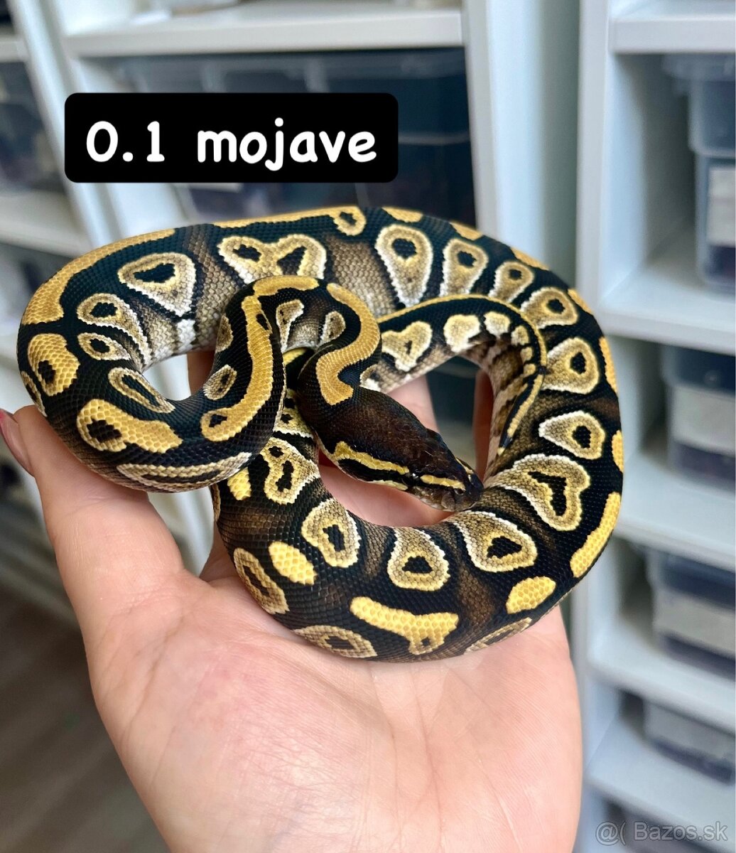 Python regius - 7
