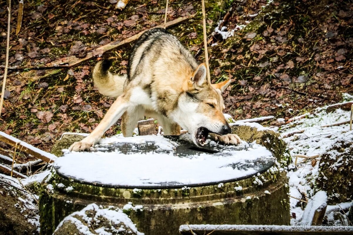 Československý vlčiak šteniatka s PP - 7