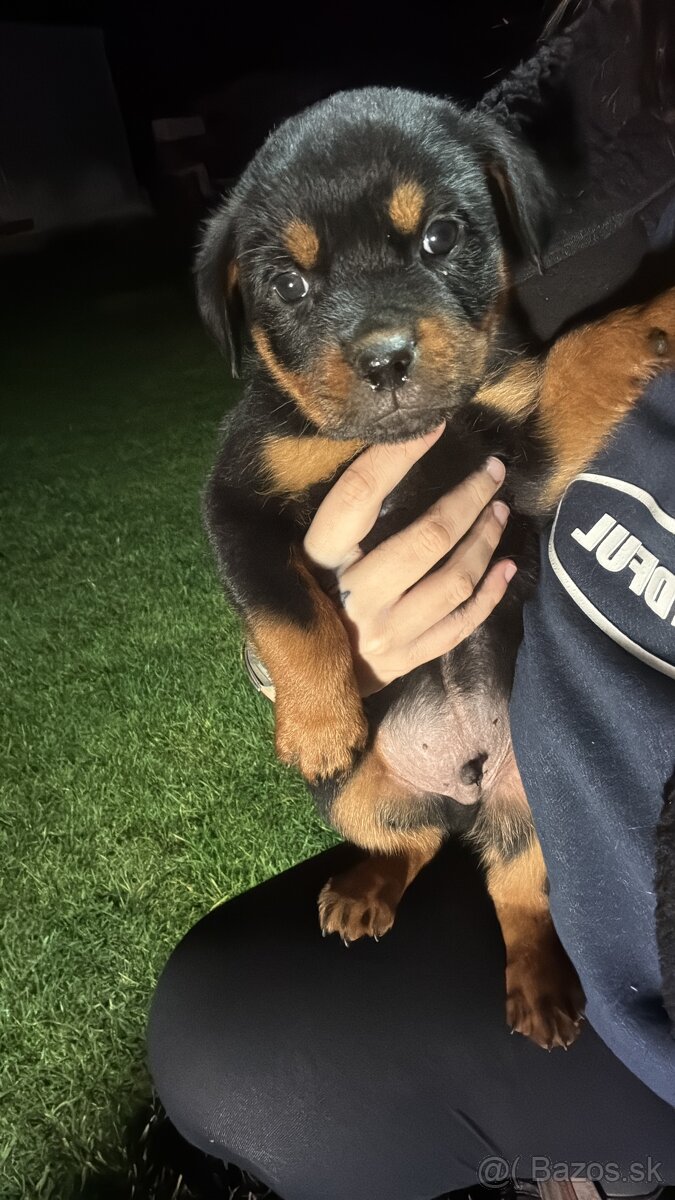 Predám rotvajlerov - 7