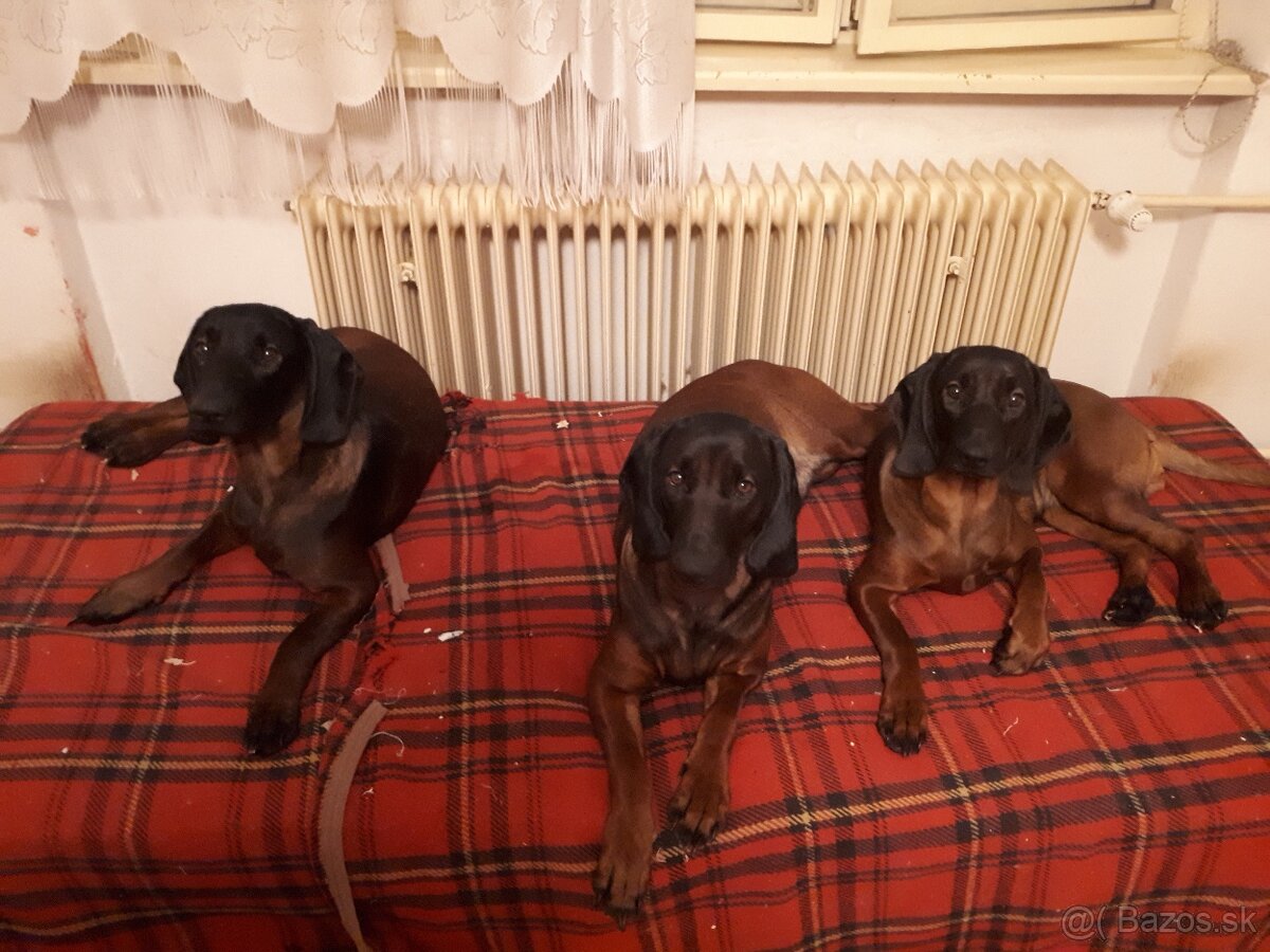 Bavorský farbiar-fenky - 7