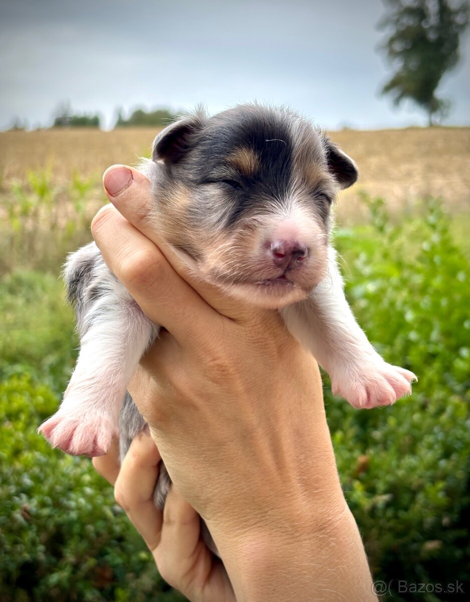 Šeltia / Sheltie - 7
