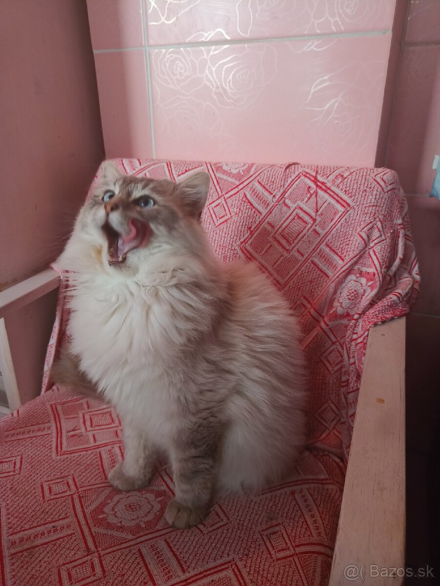 Kocúr ragdoll na krytie - 7