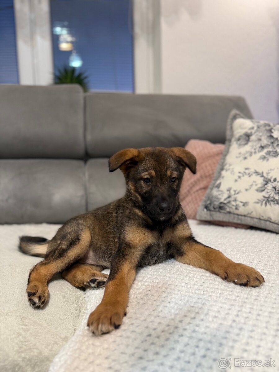 Darujem psíka - 7