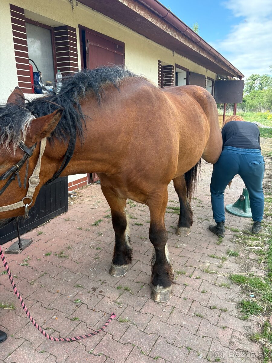 Kobyla - Poľský chladnokrvník - 7