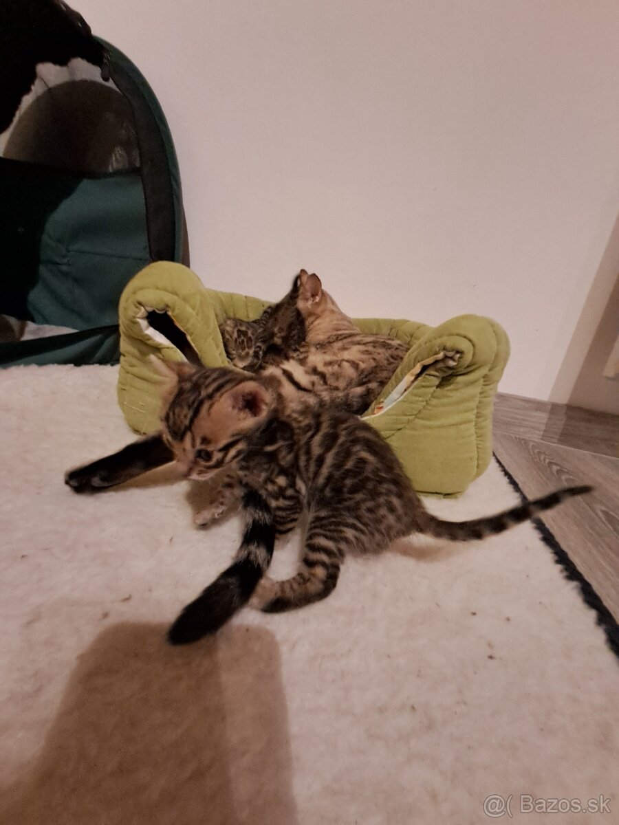 Bengalske maciatka s PP - 7