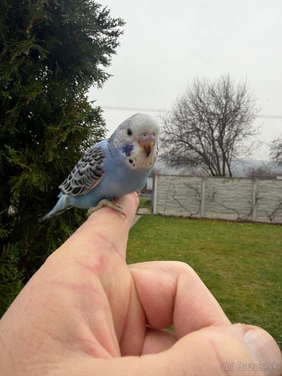 Andulka Maznačik krotká - 7