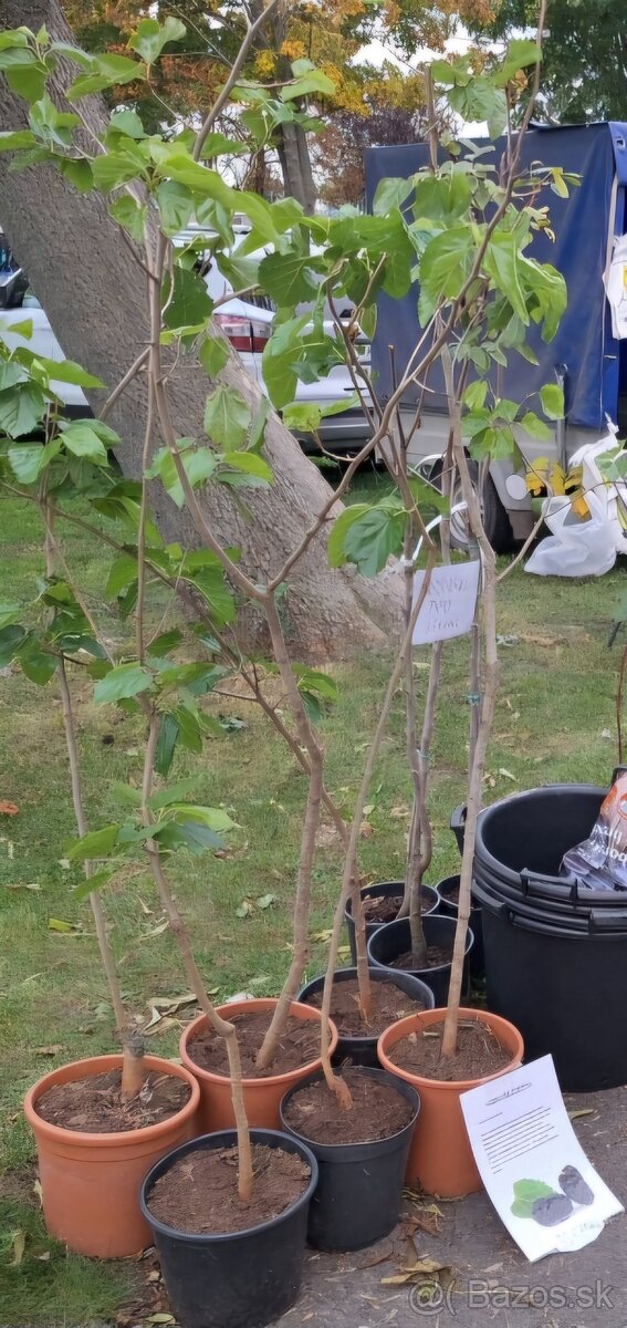 Ovocné stromčeky - 7