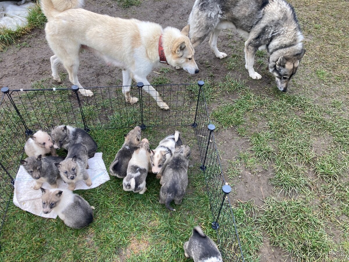 Západosibírska Lajka - 7