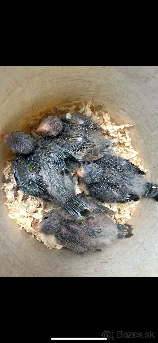 Rozely parana na ciernomodre - 7