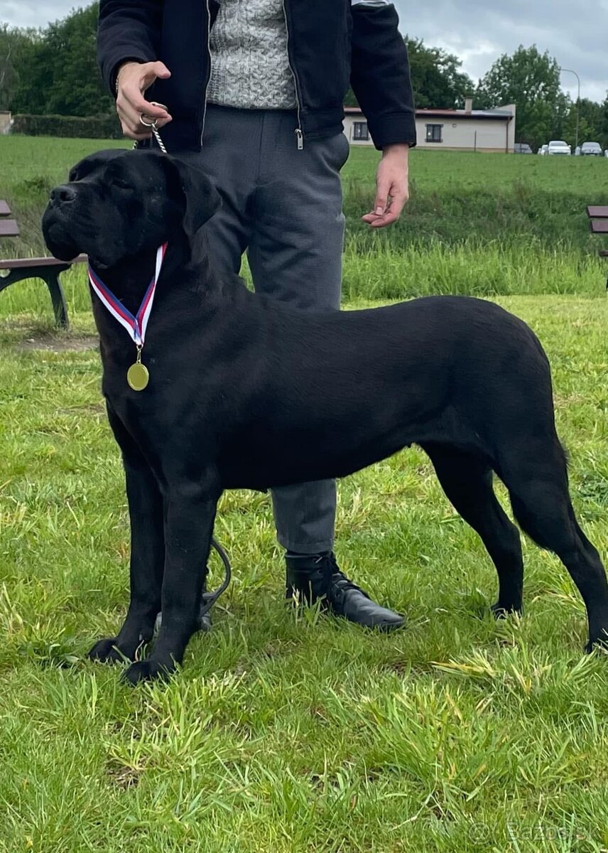 Cane Corso s PP - 7