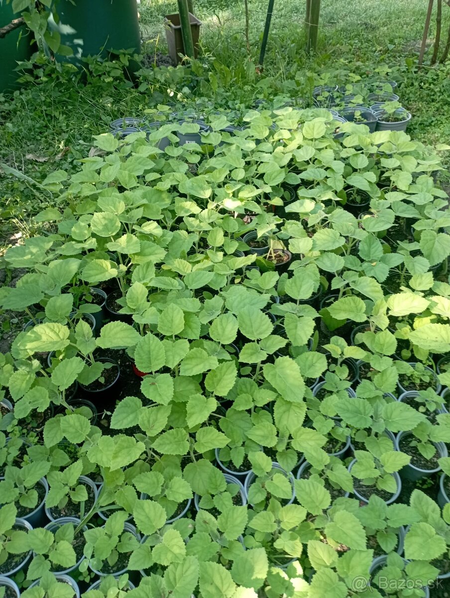 Predám sadenice paulownie - 7