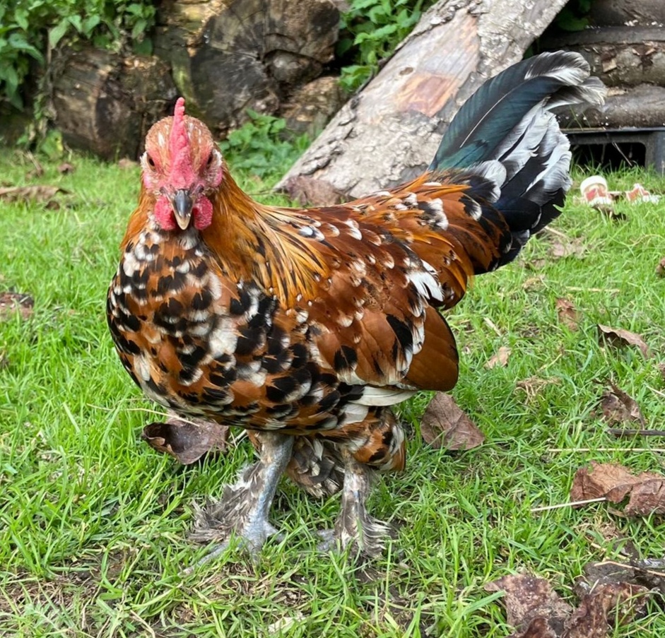 Kohutikovia liliputky - 7