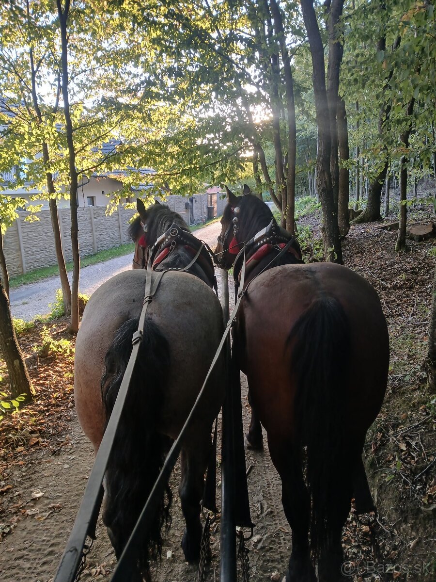 Predám ťažného valacha. - 7