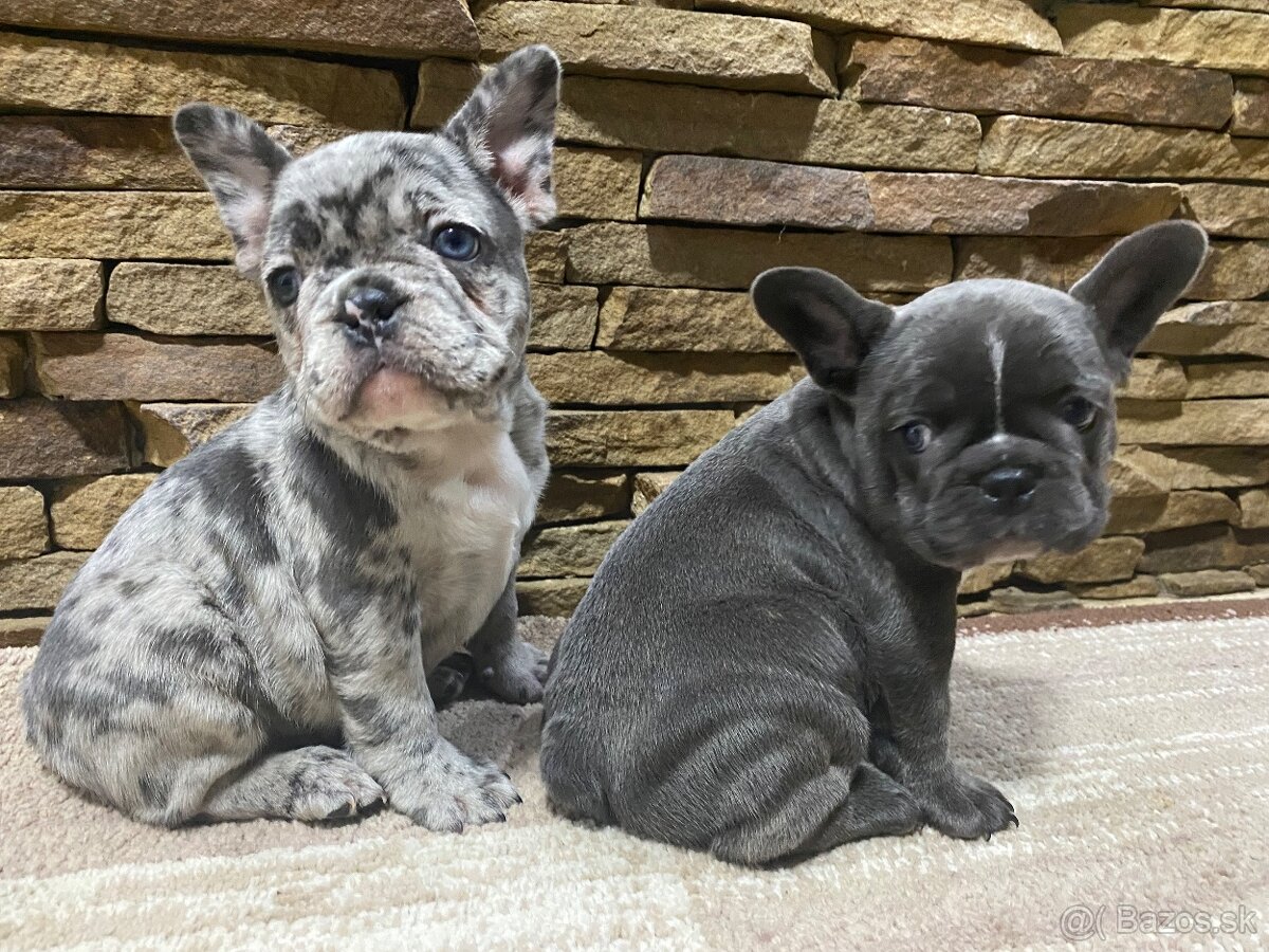 Francuzsky buldoček - 7