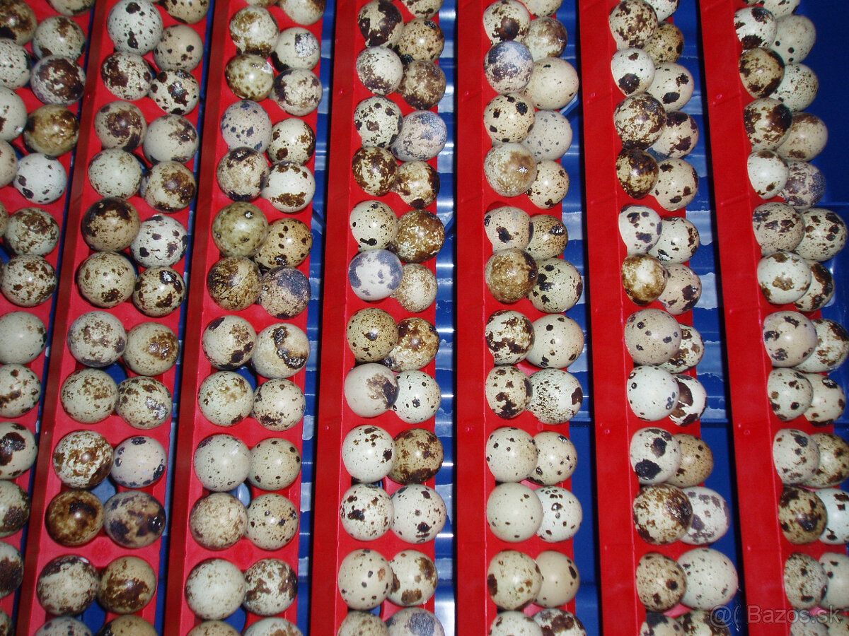 Prepeličie vajíčka - 7