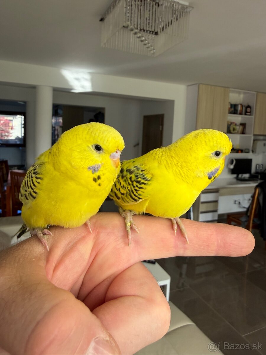 Andulky Maznačikovia krotke - 7