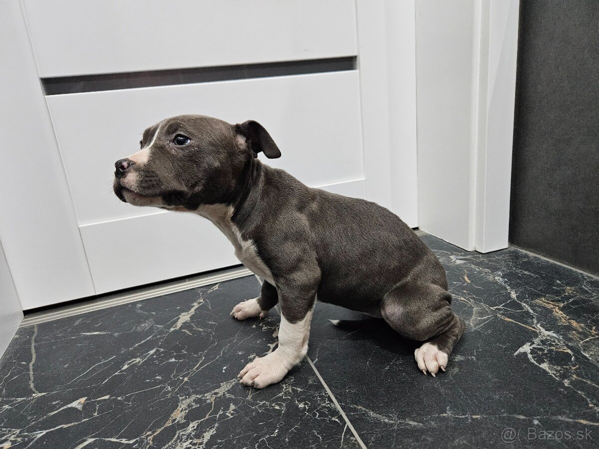 Americki staffordshire teriéra - Blue - 7