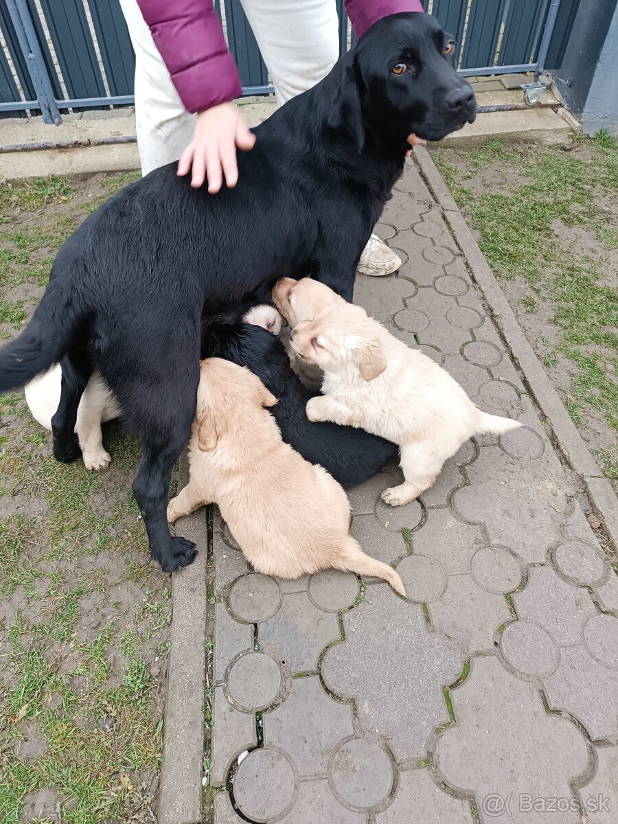 Predám šteniatka Labradora - 7