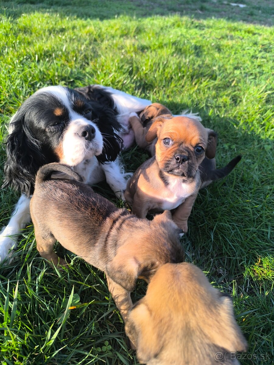 Šteniatka cavalier - 7