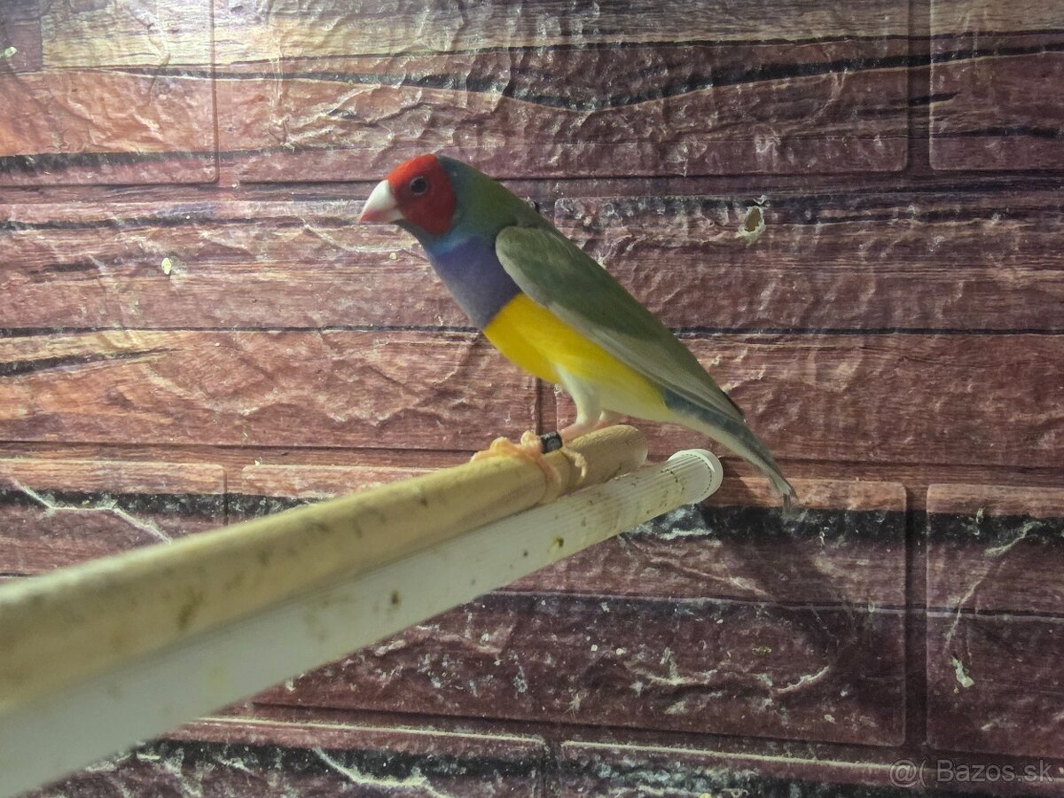 Amadina Gouldova - drobotina - 7