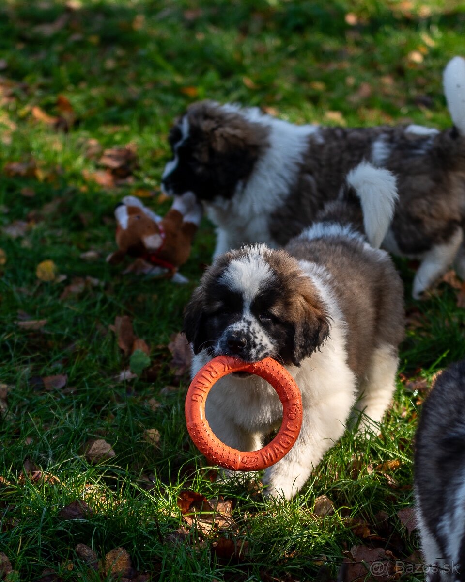 Moskovský strážny pes PP FCI - 7