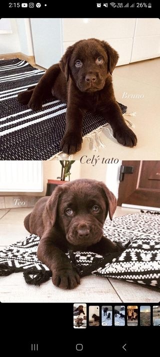 Labrador na krytie - 7