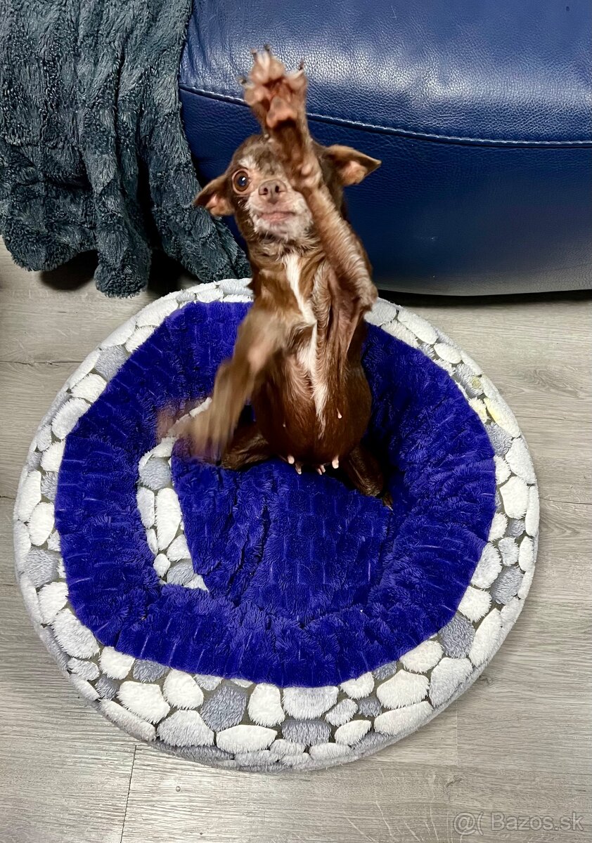 Darujem čivavku Fenku čokoladová - 7