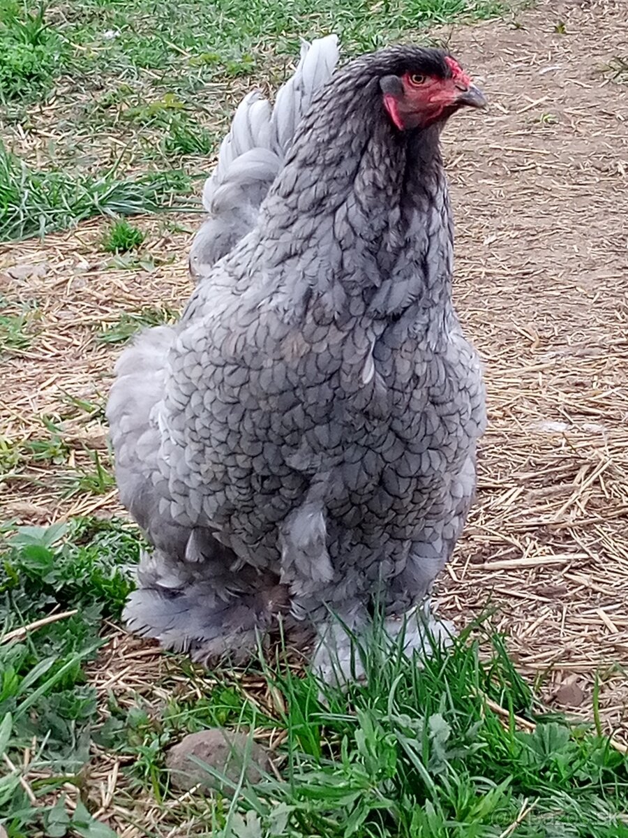 Brahmanka veľká NV - 7