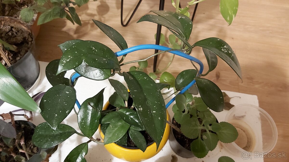 Tradeskancia fialová , croton , nádchovník, čínska ruža - 7