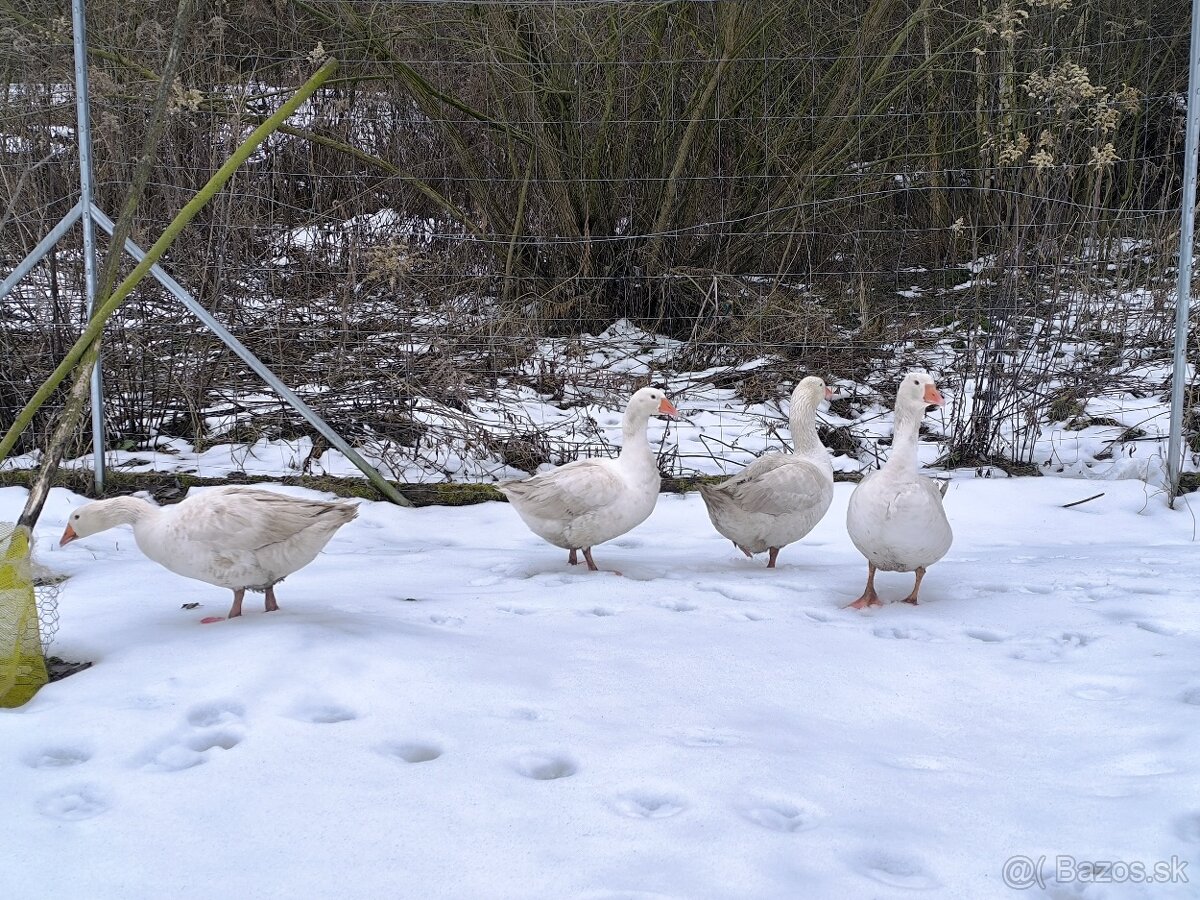 Slovenské husy - 7